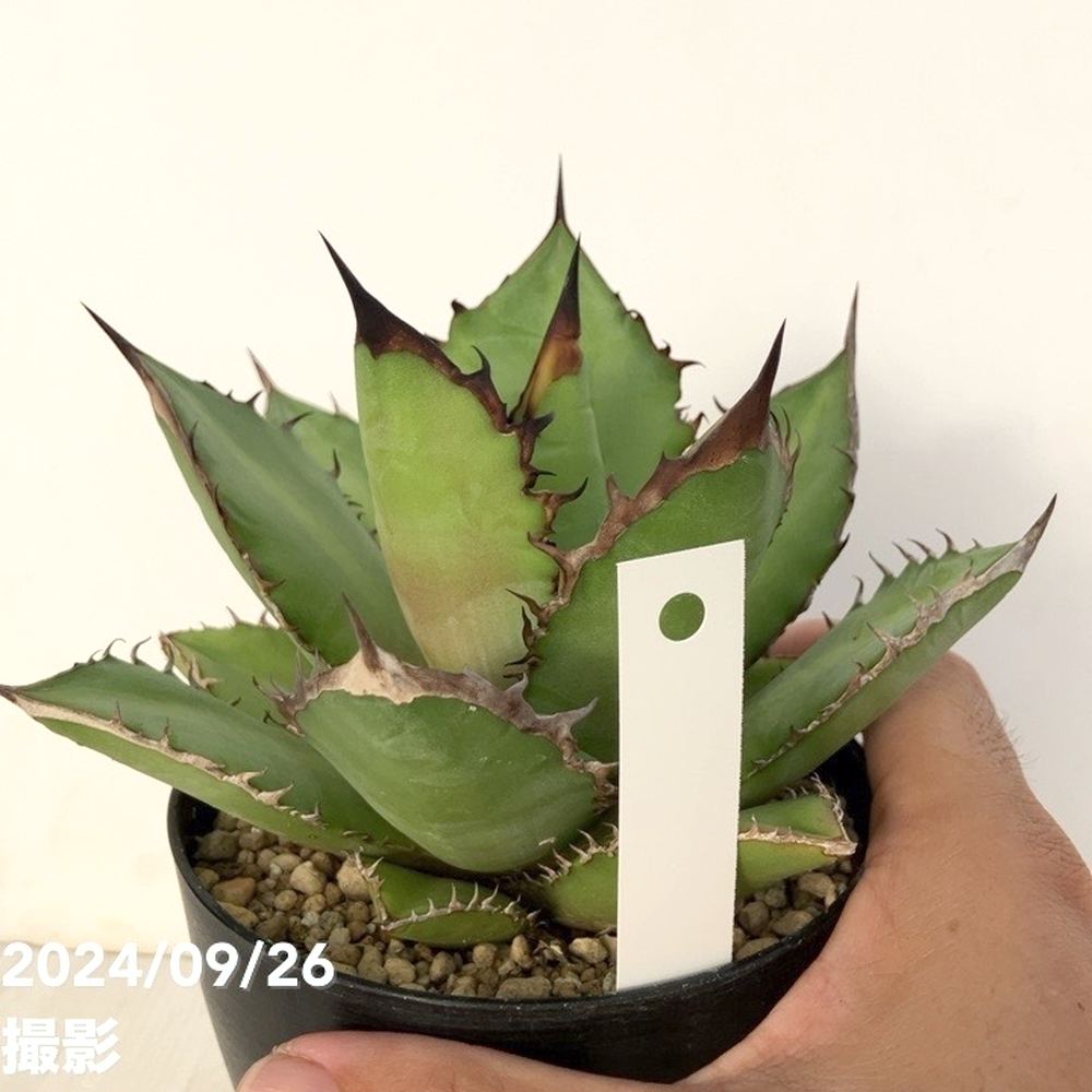 R403-59 特選 アガベ 多肉植物 チタノタ ブラックファイヤー 黒火焔 強棘 極上株 現品お届けアガベ 4号 チタノタ ブラックファイヤー Agave titanota