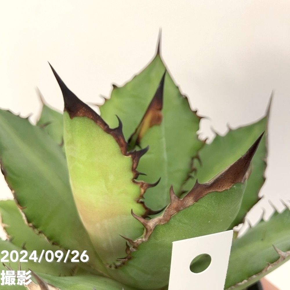 現品お届け】アガベ 4号 チタノタ ブラックファイヤー Agave titanota