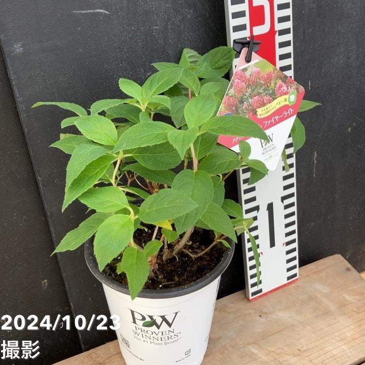 PW ノリウツギ マキシファイヤーライト 11cmロングポット PVP｜花木04