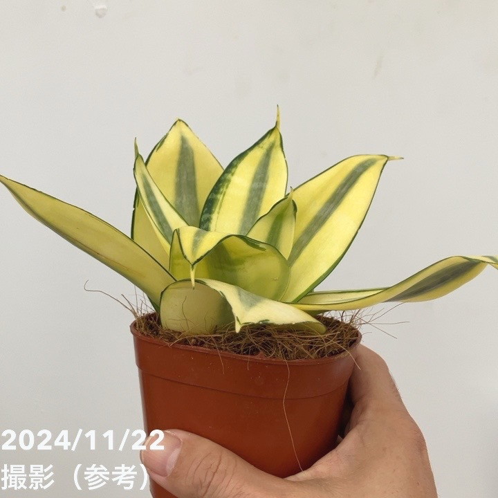 サンスベリア　板橋区引き取り限定 現品お届け】サンスベリア 3.5号 ゴールデンハニー 生産鉢仕様（S133
