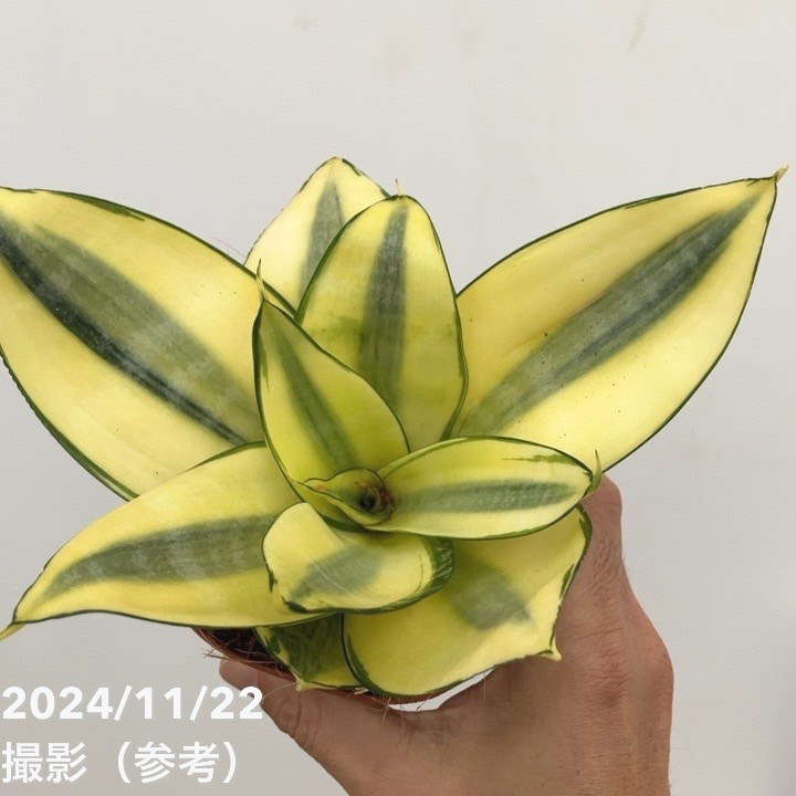 【現品】サンセベリア サワディー 斑入り 3.5号 ① サンセベリア サワディー 斑入 「Sansevieria Sawasdee variegate