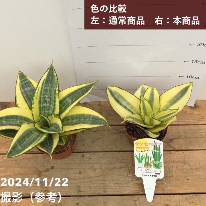 サンスベリア 3.5号 ゴールデンハニー 生産鉢仕様｜観葉02-D2 | 観葉・多肉,サンセベリア | 赤塚植物園オンライン  花の音｜花苗・ガーデニング・園芸商品の通販サイト