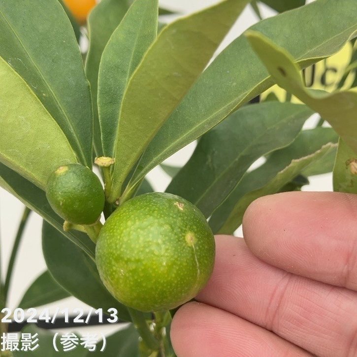 希少金柑ぷちまる 実が沢山付き 特大株 果樹