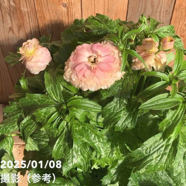 ラナンキュラスラックス　ヘスティア　6号鉢 ラナンキュラスラックス ヘスティア 6号鉢 ラナンキュラス ラックス