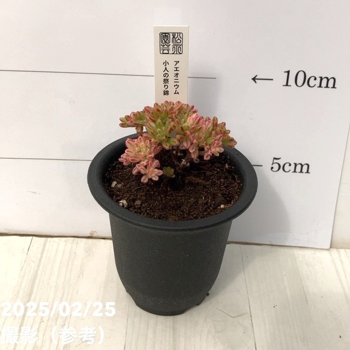 アエオニウム 小人の祭り錦 2.5号｜観葉10-TU | □キーワード