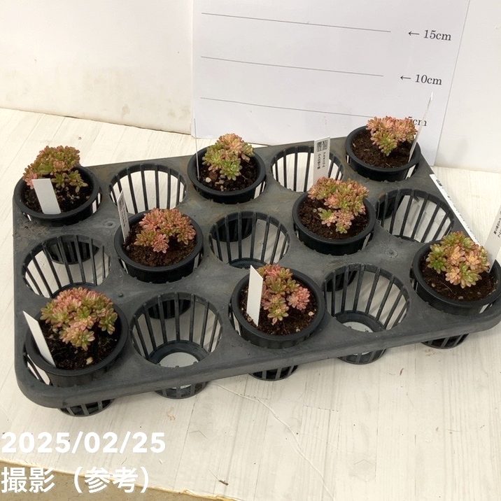 76#アエオニウム錦❤️ハロウィンブラック糸引き锦❤️12大頭10小頭36cm钵土付 28#多肉植物アエオニウム錦❤️ ハロウィンイ黒魔 ❤️10頭20cm