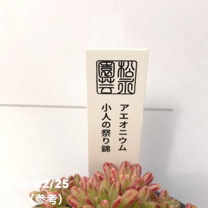 アエオニウム 小人の祭り錦 2.5号｜観葉10-TU | □キーワード