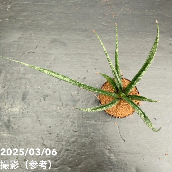 サンスベリア 3号角鉢 ディジトルム Digitorum 6-7cmポット投げ込み