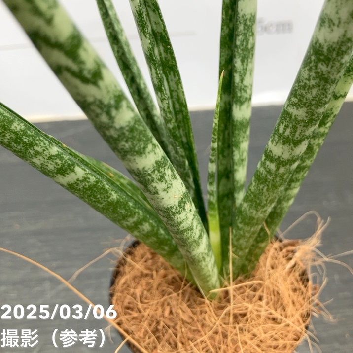 サンスベリア 3号角鉢 ディジトルム Digitorum 6-7cmポット投げ込み