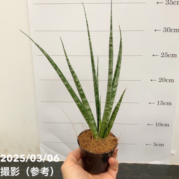 EMP サンスベリア カミナリ / 最後はイメージ SA393 サンセベリア カミナリ 雷 「Sansevieria KAMINARI」 SA393 | E