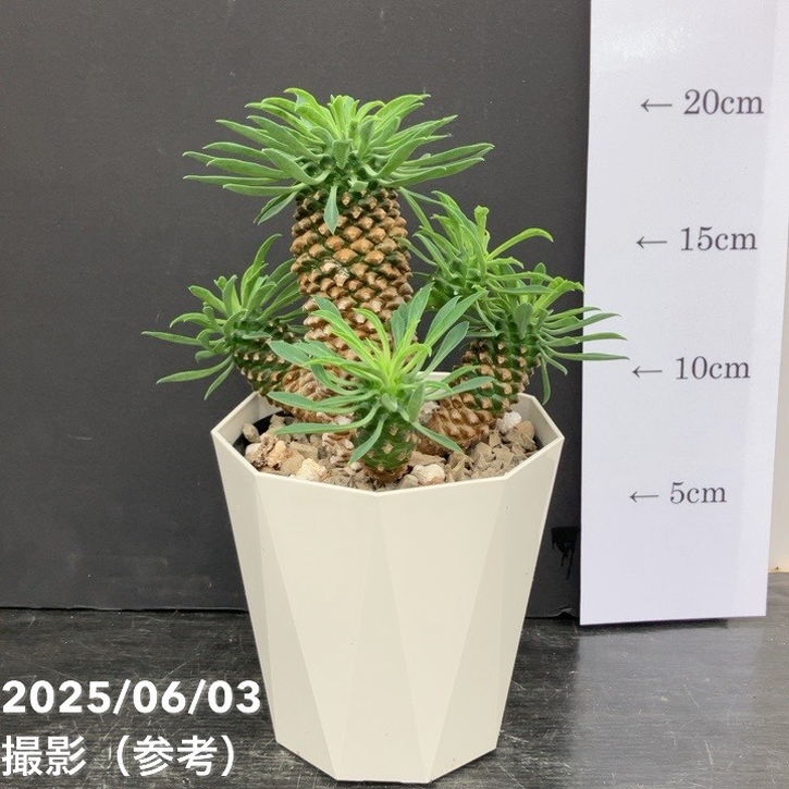 ✳️目玉商品✳️蘇鉄麒麟 ユーフォルビア パイナップルコーン  40本SET‼️ パイナップルコーン 蘇鉄麒麟 ユーフォルビア峨眉山鉄甲 多肉