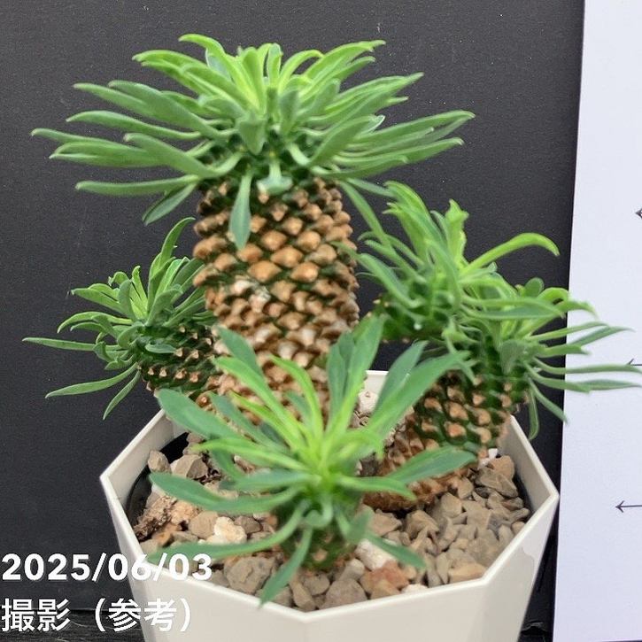 ✳️目玉商品✳️蘇鉄麒麟 ユーフォルビア パイナップルコーン  40本SET‼️ ユーフォルビア パイナップルコーン ソテツキリン（蘇鉄麒麟）4