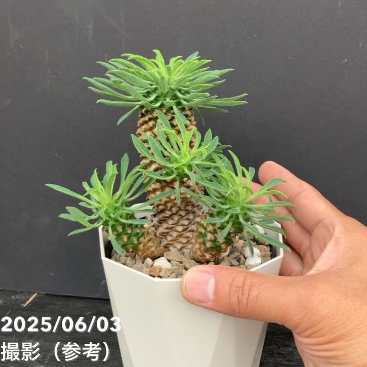 ✳️目玉商品✳️蘇鉄麒麟 ユーフォルビア パイナップルコーン  40本SET‼️ パイナップルコーン 蘇鉄麒麟 ユーフォルビア峨眉山鉄甲 多肉