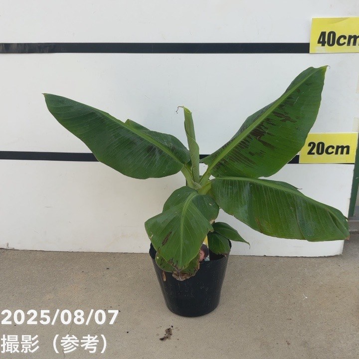 ドワーフモンキーバナナ 4.5号｜果樹10-TU | 果樹 | 赤塚植物園