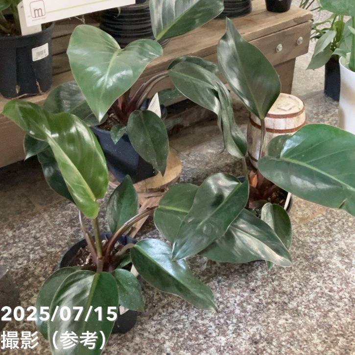 フィロデンドロン ロジョコンゴ 5号｜観葉04-PA | 観葉・多肉