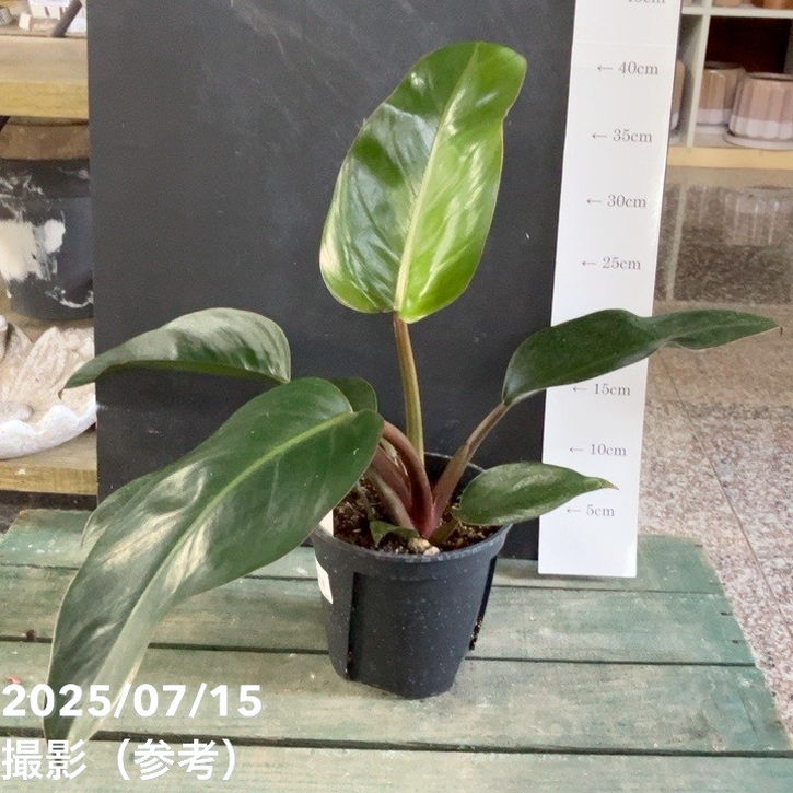 フィロデンドロン ロジョコンゴ 5号｜観葉04-PA | 観葉・多肉