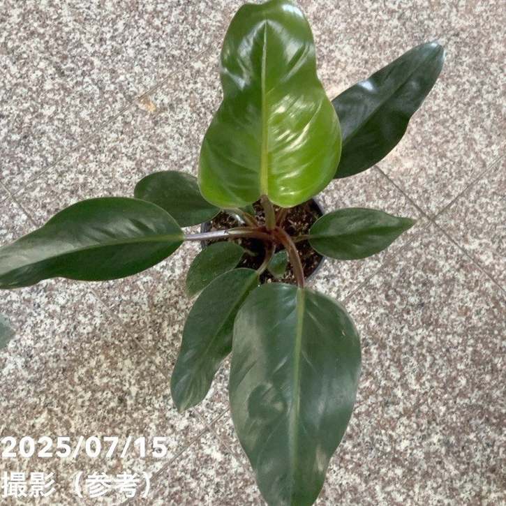 レア　超特大　フィロデンドロン　先祖返り　バーキン　ロジョコンゴ　2024419 ハイドロカルチャー フィロデンドロン バーキン 先祖返り レア