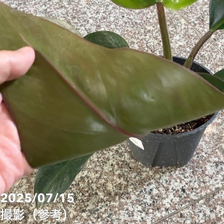 フィロデンドロン ロジョコンゴ 5号｜観葉04-PA | 観葉・多肉