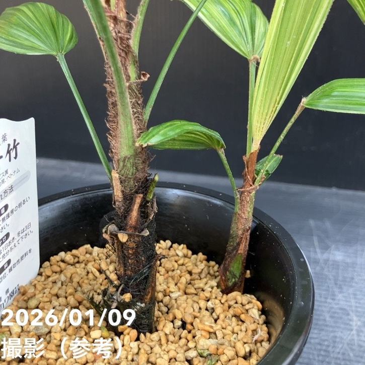 観音竹 綾錦 4号|観葉10-TU