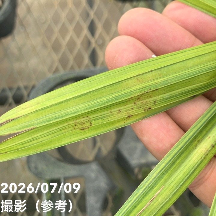 【夏セール対象商品】観音竹 綾錦 4号|観葉10-TU
