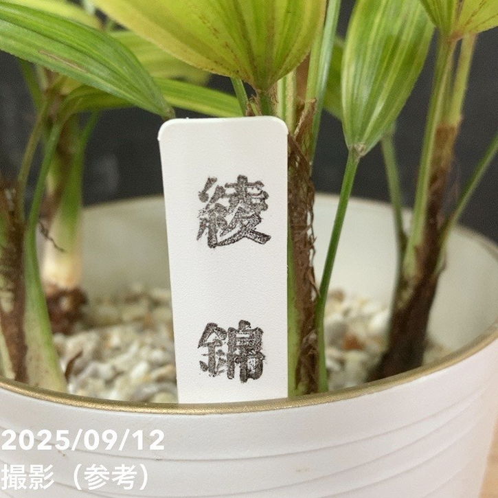 観音竹 綾錦 4号｜観葉04-PA | 観葉・多肉 | 赤塚植物園