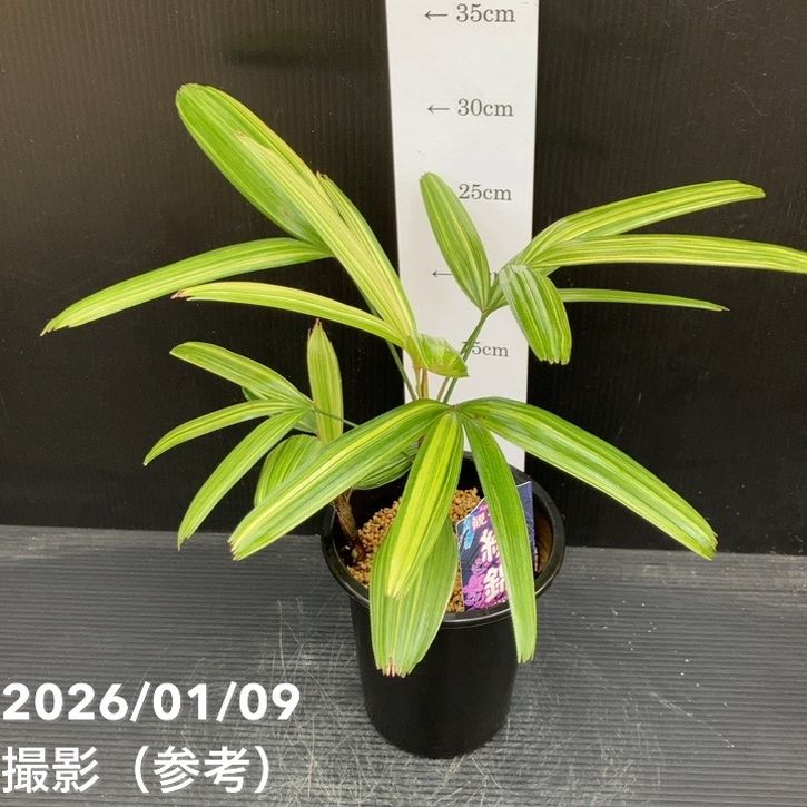 観音竹 綾錦 4号|観葉10-TU