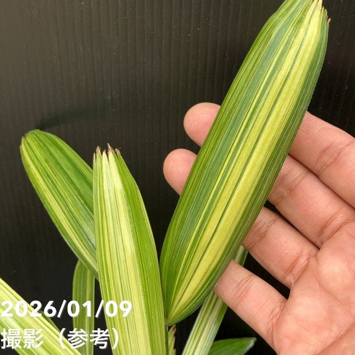 観音竹 綾錦 4号|観葉10-TU