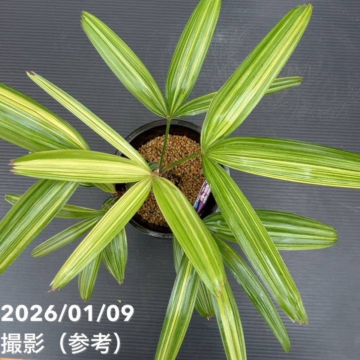 観音竹 綾錦 4号|観葉10-TU