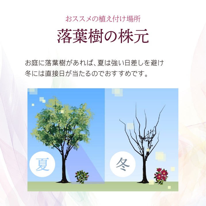 クリスマスローズ 伊勢みやび 3.5号 小町｜山野01-D1 | 草花