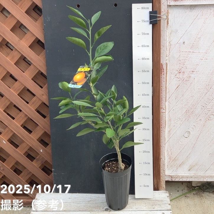 宮川早生蜜柑苗木 果樹 実が沢山付き 鉢ごと発送 楽天市場】2025年プレゼントに育てる楽しみ5月～7月お花が開花後