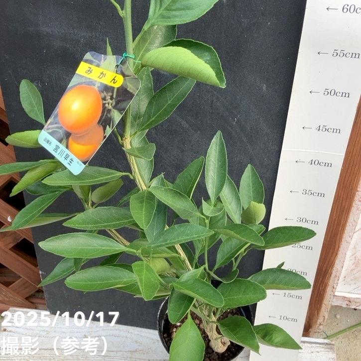 宮川早生蜜柑苗木 果樹 実が沢山付き 鉢ごと発送 みかん 宮川早生 みやがわわせ 4号ロングポット 1年生苗｜柑橘