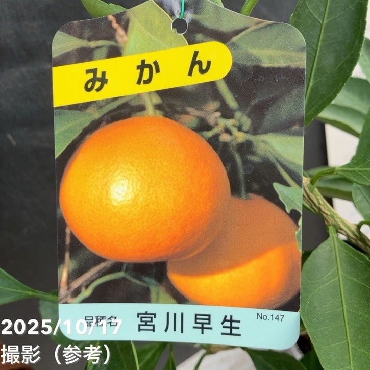 みかん 宮川早生 みやがわわせ 4号ロングポット 1年生苗｜柑橘｜果樹04