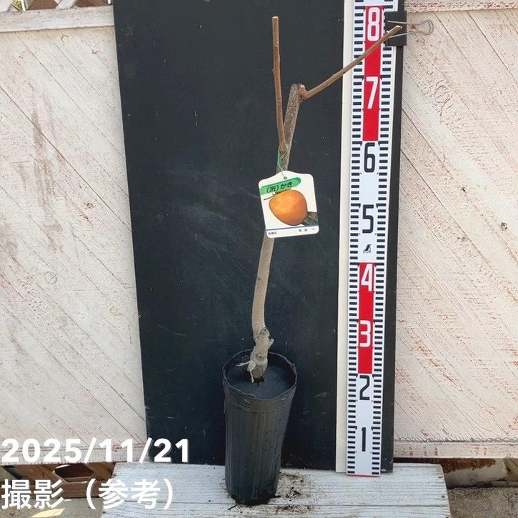 柿南京鉢 柿 カキ 蜂屋 4号ロングポット 1年生 接木苗｜果樹04-PA 1980円 | 果樹
