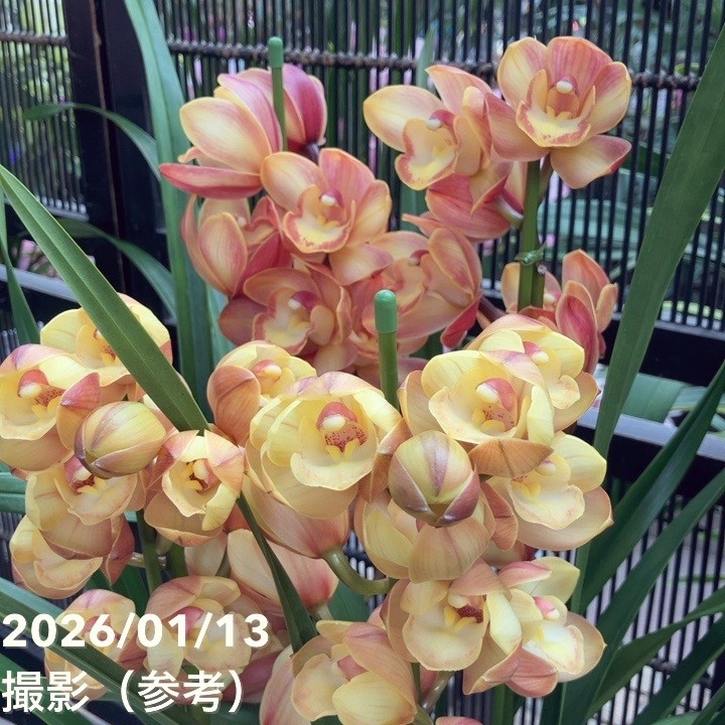 シンビジューム 6号プラ鉢 4本立 アトリ｜s200｜洋蘭04-PA | ギフト