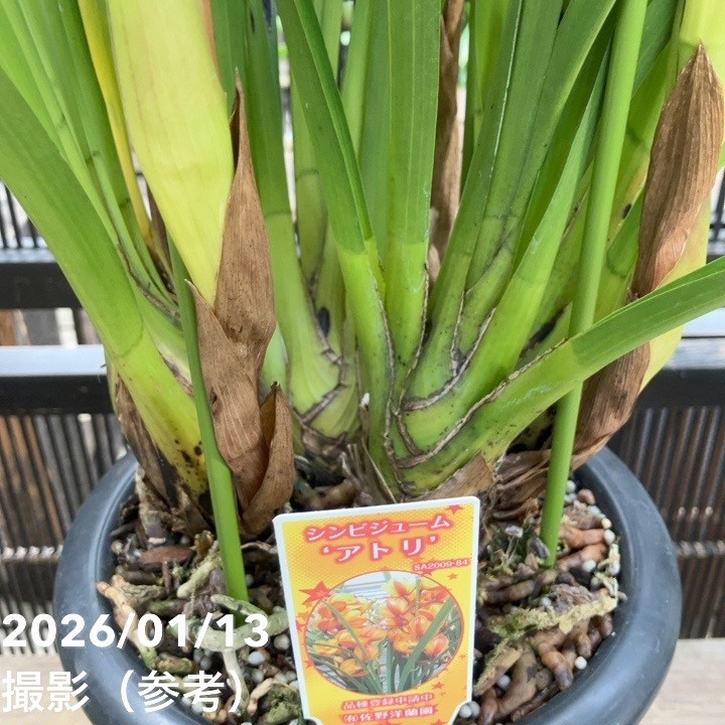 シンビジューム 6号プラ鉢 4本立 アトリ｜s200｜洋蘭04-PA | ギフト