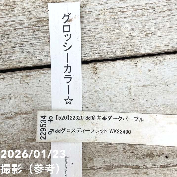 お買い得一点物咲き進み株】加藤農園 クリスマスローズ グロッシー