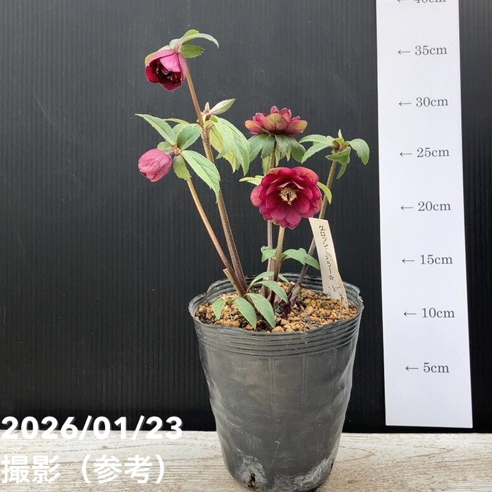 一点物】加藤農園 クリスマスローズ グロッシーカラー 4.5号（KT35