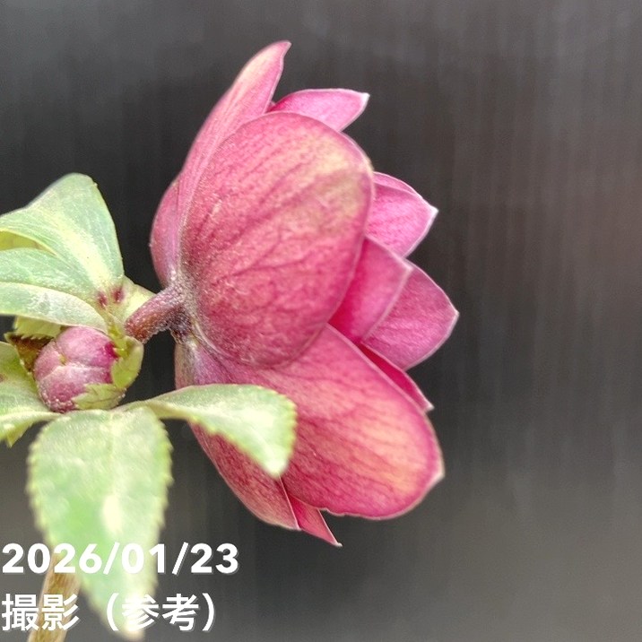 一点物】加藤農園 クリスマスローズ グロッシーカラー 4.5号（KT35