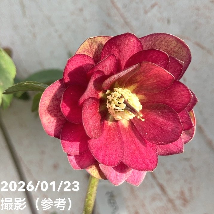 一点物】加藤農園 クリスマスローズ グロッシーカラー 4.5号（KT35