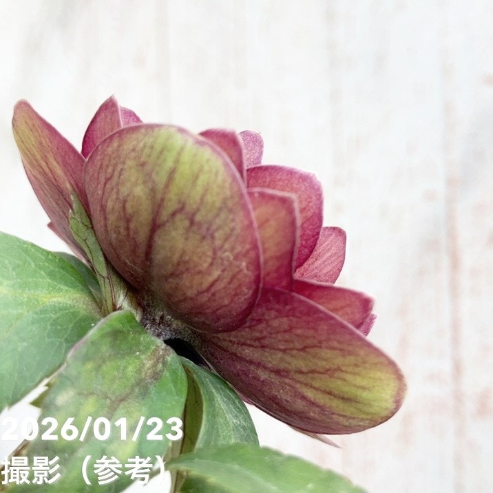 一点物】加藤農園 クリスマスローズ グロッシーカラー 4.5号（KT35