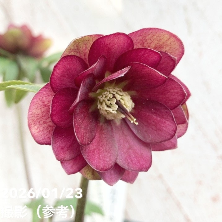 お買い得一点物咲き進み株】加藤農園 クリスマスローズ グロッシー