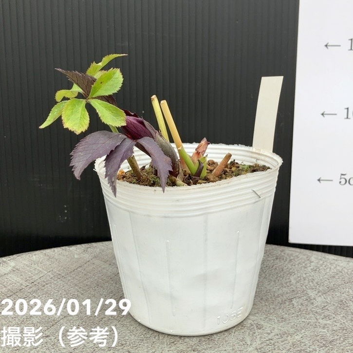 一点物】松村ナーセリー クリスマスローズ 3.5号（MA5）｜山野04-PA