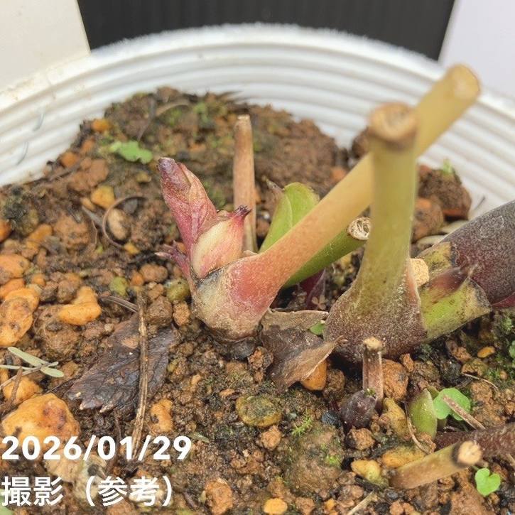 ローズさま専用 フレッシュローズギフトボックス SSサイズ（ムラサキ） | 商品詳細