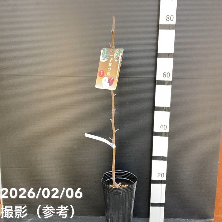 ナツメ 一才なつめ 4号ロングポット｜果樹10-TU | 果樹,[珍しい果樹