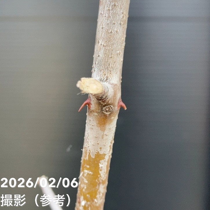 ナツメ 一才なつめ 4号ロングポット｜果樹10-TU | 果樹,[珍しい果樹