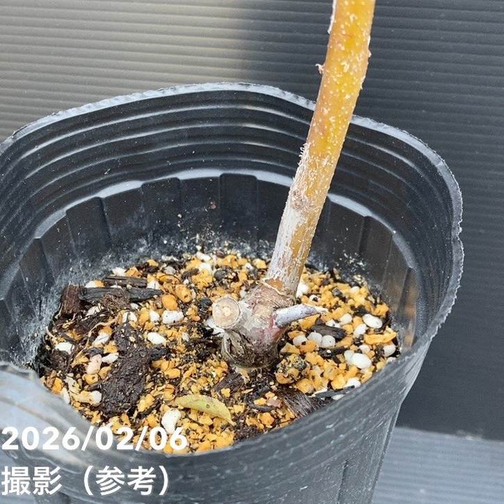 ナツメ 一才なつめ 4号ロングポット｜果樹10-TU | 果樹,[珍しい果樹