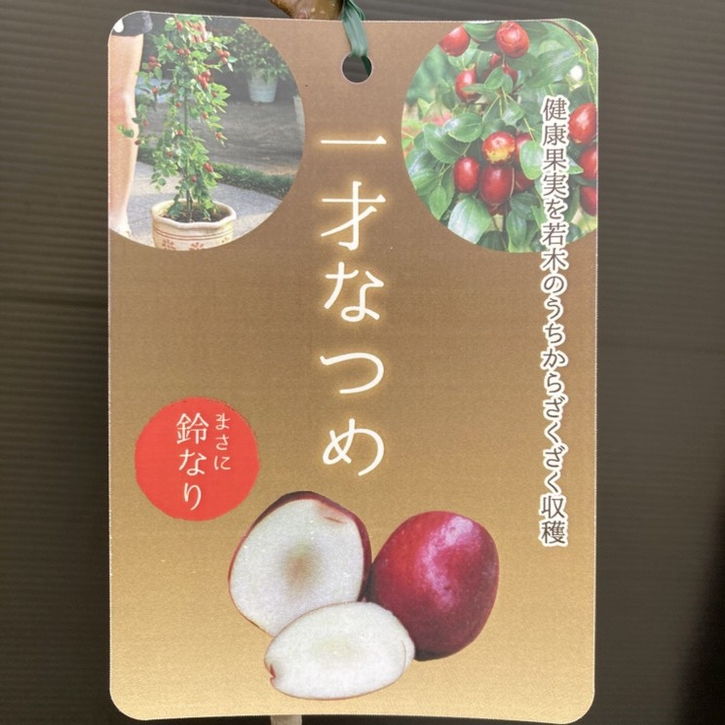 ナツメ 一才なつめ 4号ロングポット｜果樹10-TU | 果樹,[珍しい果樹