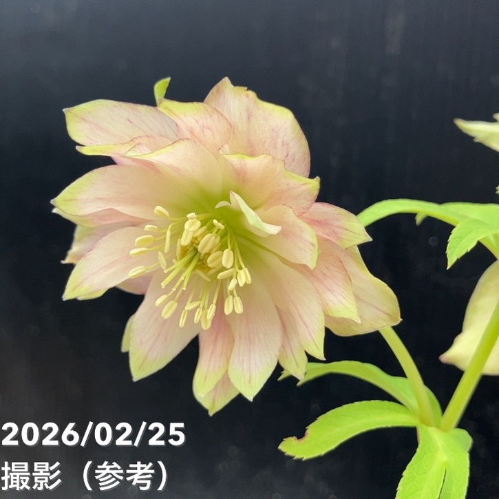 一点物】吉田園芸 クリスマスローズ ピエラ 4.5号（YO2）｜山野04-PA