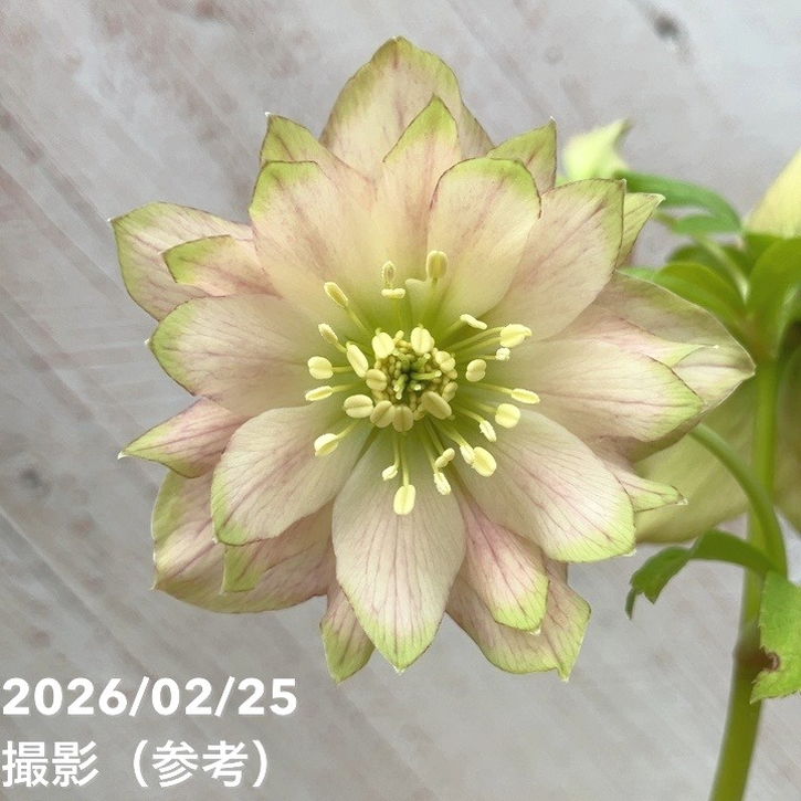 一点物】吉田園芸 クリスマスローズ ピエラ 4.5号（YO2）｜山野04-PA