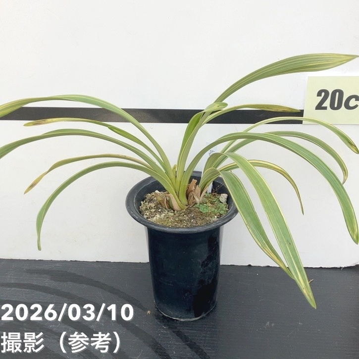 花芽2個＞キンリョウヘン 4号（若松）｜ミツバチ蘭｜洋蘭10-TU | 草花